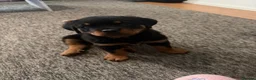 Rottweiler dogs for sale: female rottie - Advert 6