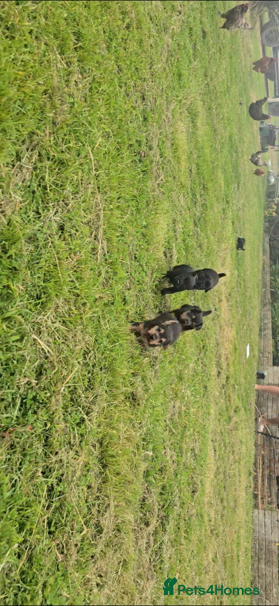 Patterdale Terrier dogs Fantastic Patterdale terrier pups D&D  - Advert 2