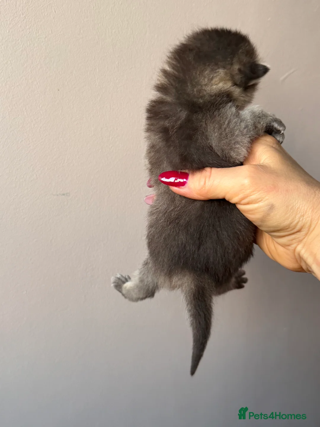 British Longhair cats for sale: British Longhair adorable kittens  - Advert 6