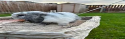 Mini Lop rabbits for sale: Mini lop bunny’s for sale update - Advert 5