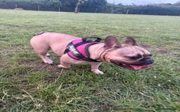 French Bulldog dogs for sale: Last Beautiful French bulldog puppy ready now! - Advert 2