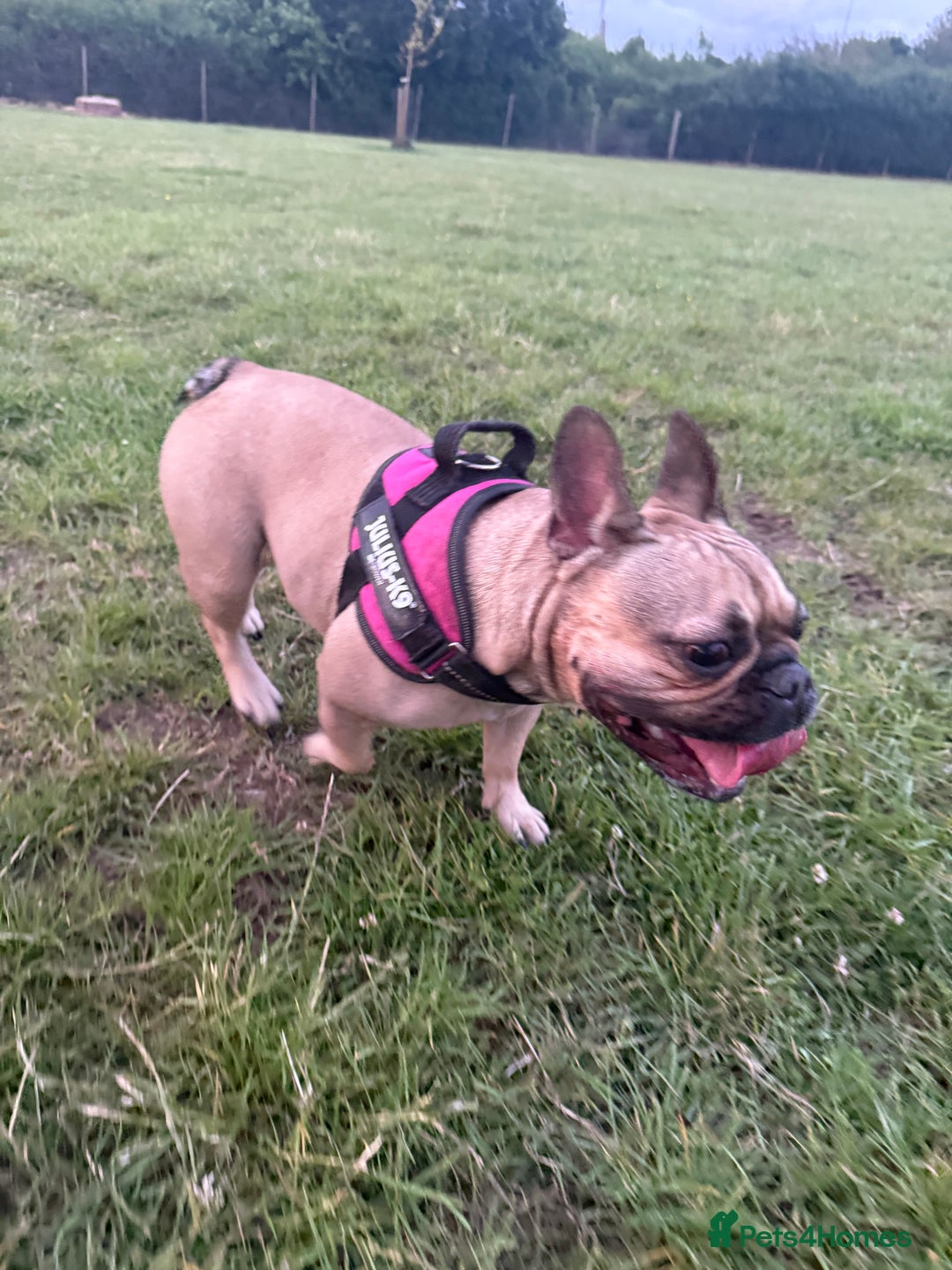 French Bulldog dogs for sale: Last Beautiful French bulldog puppy ready now! - Advert 2