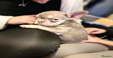 French Bulldog dogs 🐾 7 Fluffy Loving French Bulldogs 🐾🐶🩷 - Advert 3