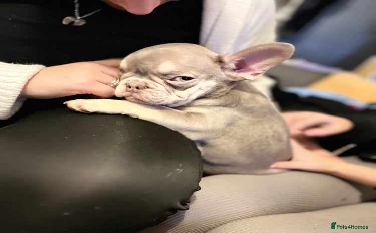 French Bulldog dogs - Advert 13