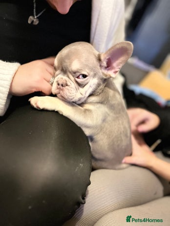 French Bulldog dogs - Advert 13