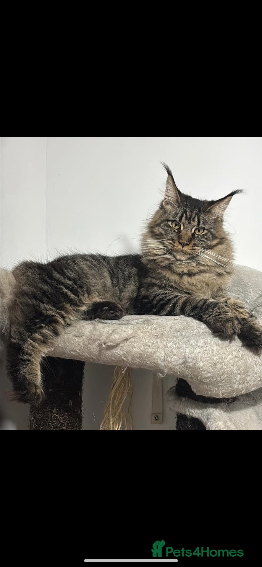Maine Coon cats PURE RUSSIAN  MAINE COON KITTENS - Advert 2