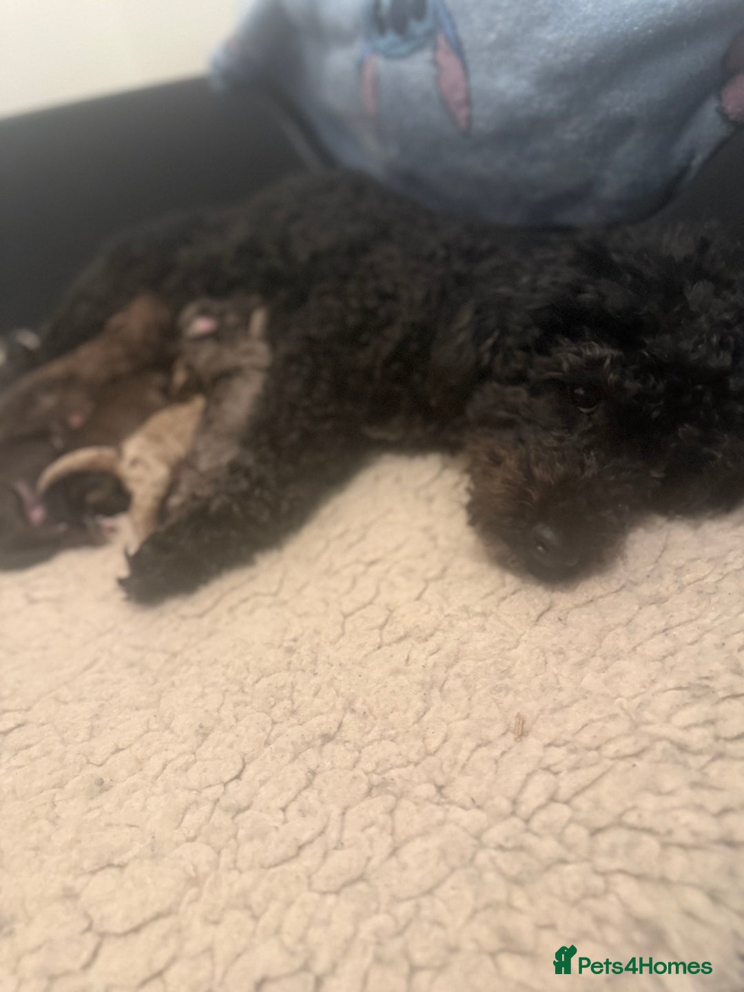 Poochon dogs for sale: 5 stunning poochon puppies with rare colourings  - Advert 4