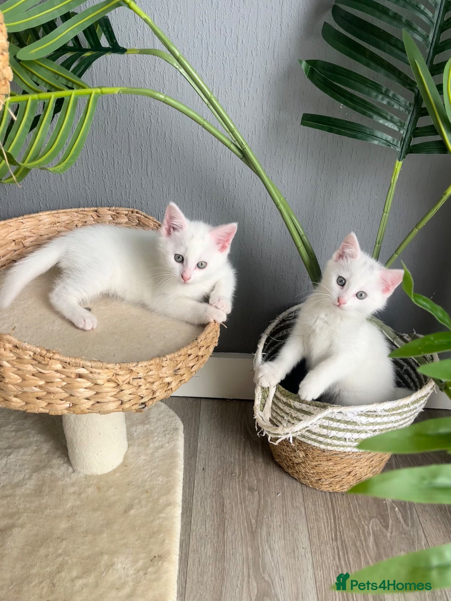 Turkish Angora cats Gorgeous Kittens!  - Advert 10