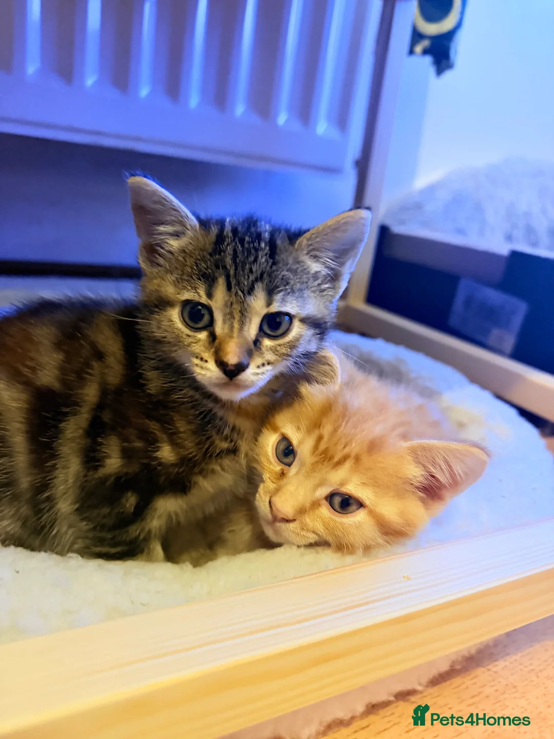 Mixed Breed cats for sale: Adorable 3 Kittens Looking for Loving Homes 🐾 - Advert 9