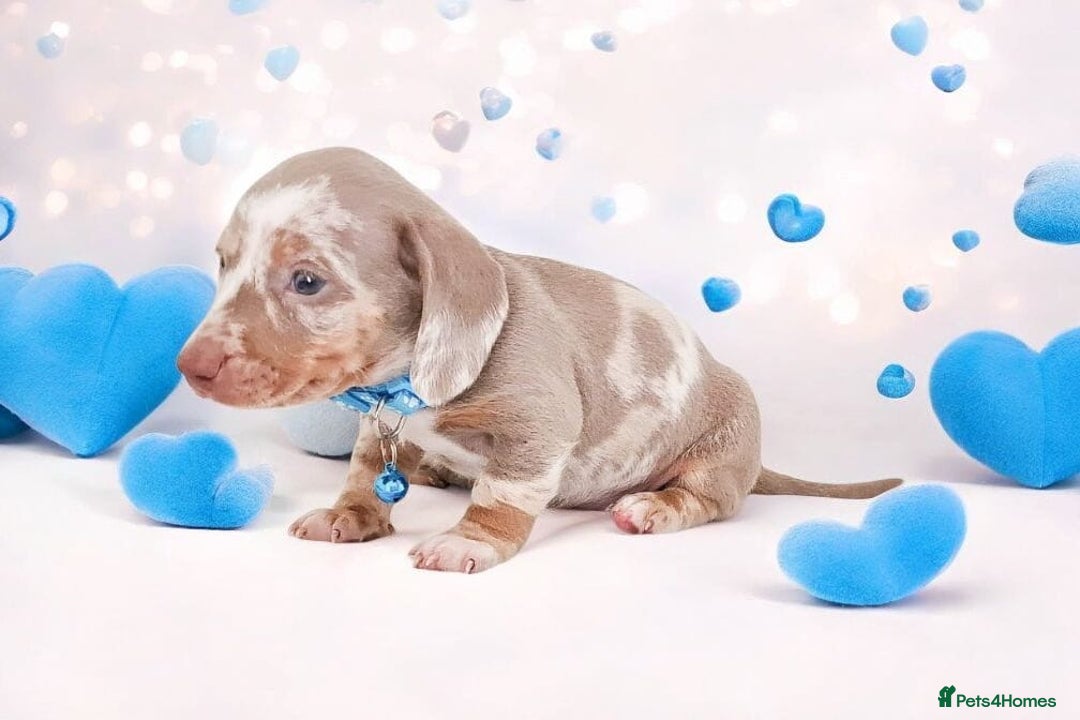 Dachshund dogs for sale: BLUE DAPPLE FEMALE AVAILABLE  - Image 4