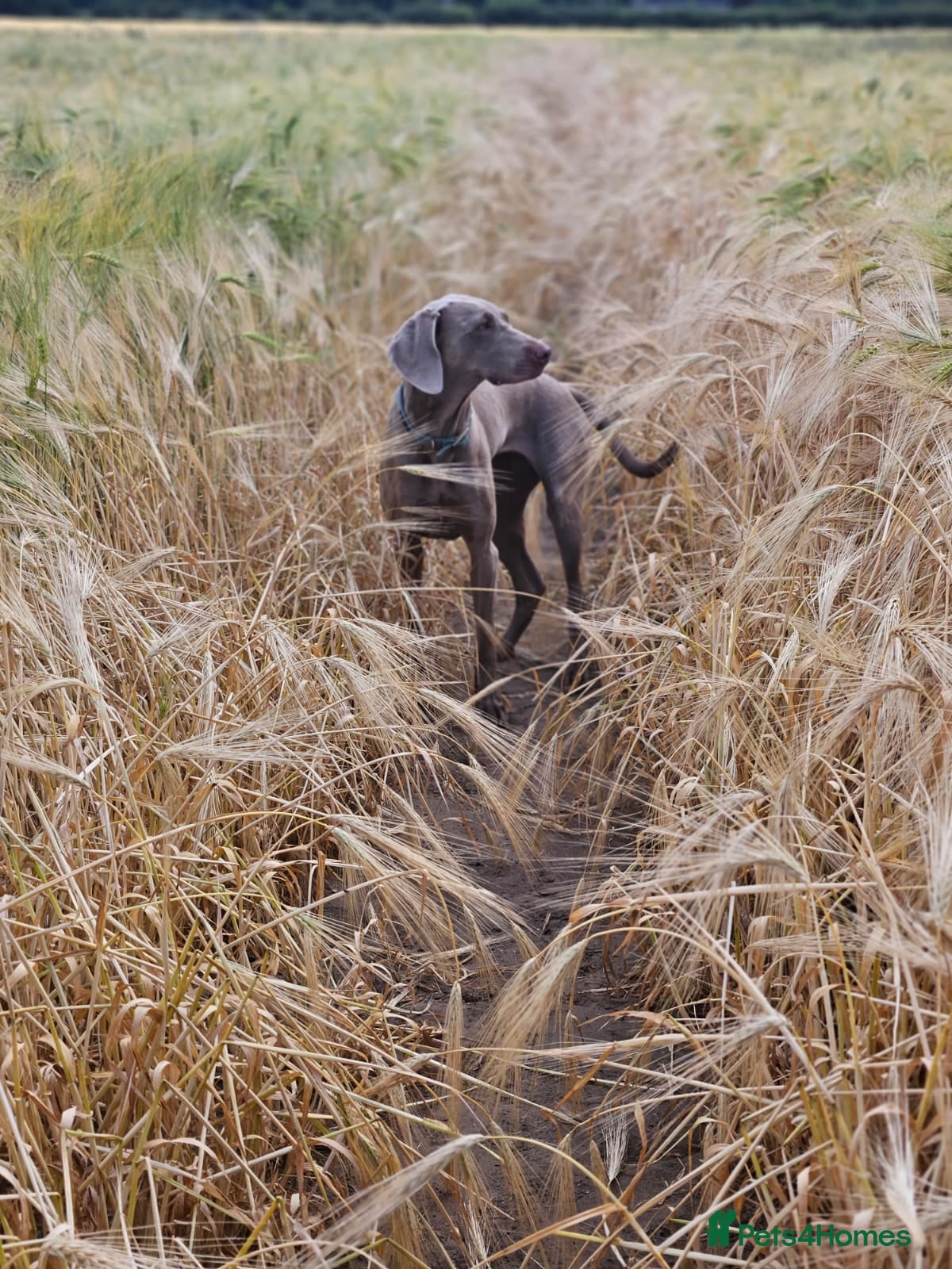 Weimaraner dogs 4yo female Weimaraner needs a loving home - Advert 4