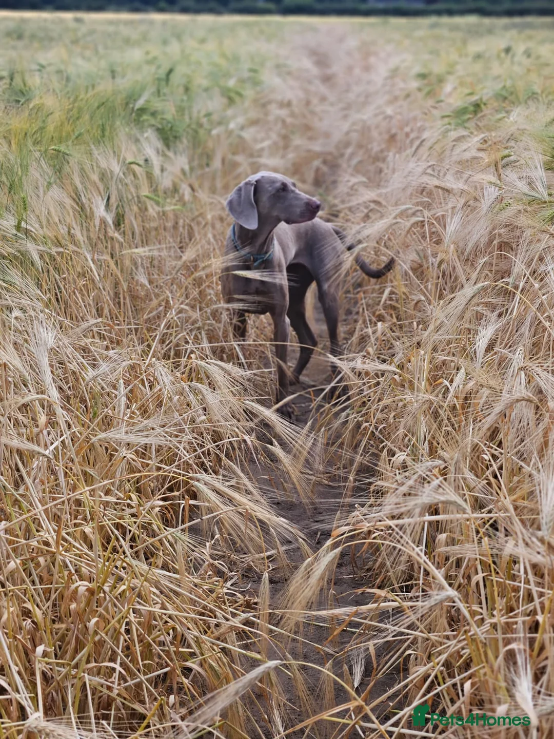 Weimaraner dogs for sale: 4yo female Weimaraner needs a loving home - Advert 1