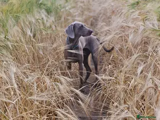 Weimaraner dogs 4yo female Weimaraner needs a loving home - Advert 4