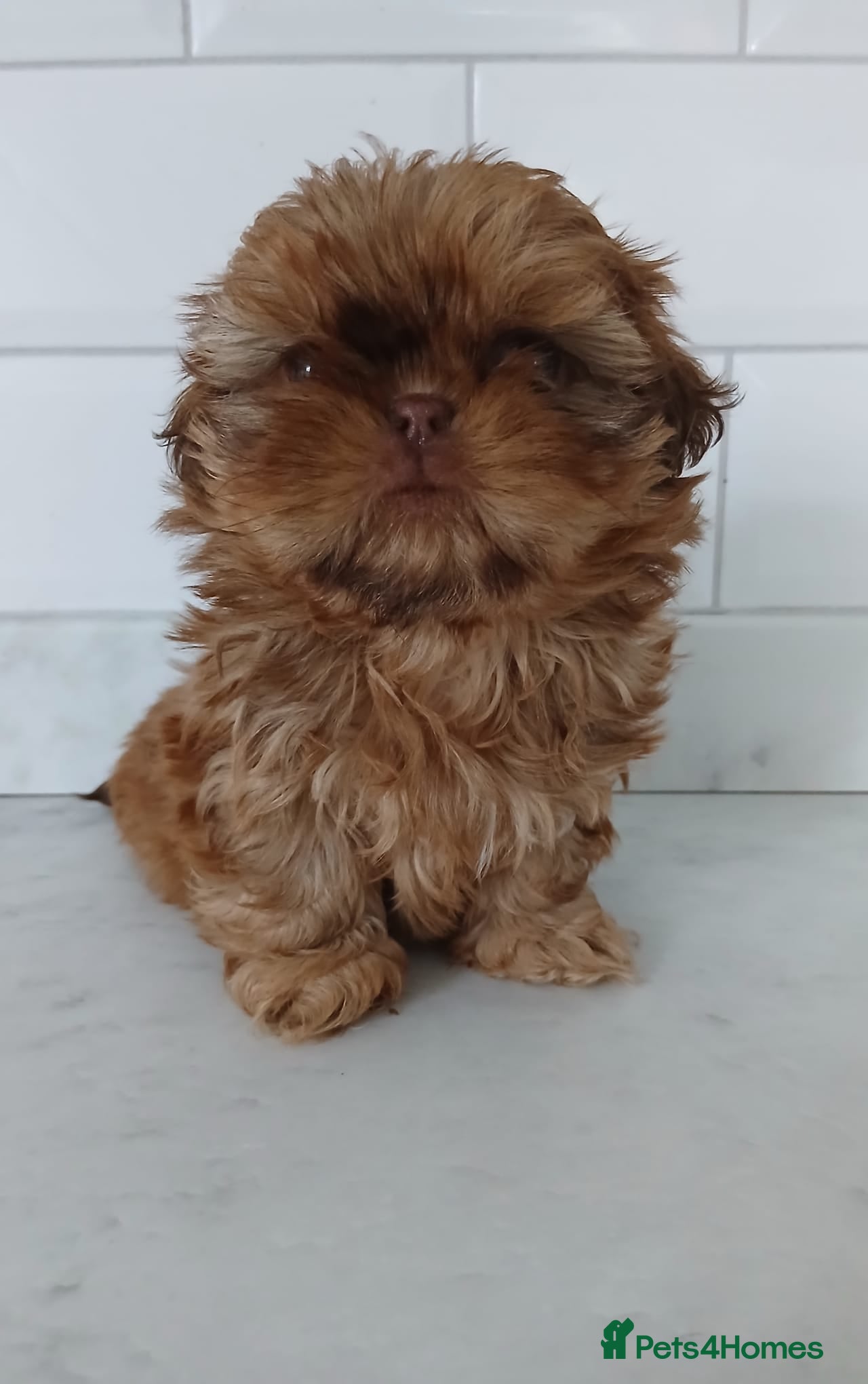 Shih Tzu dogs CHOCOLATE KC REG IMPERIALS BEST LINES 2 girls left - Advert 2
