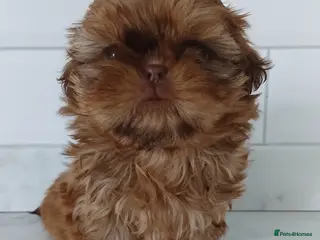 Shih Tzu dogs CHOCOLATE KC REG IMPERIALS BEST LINES 2 girls left - Advert 3