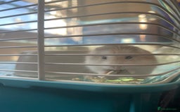 Hamster rodents for sale: Russian dwarf hamster  - Image 7
