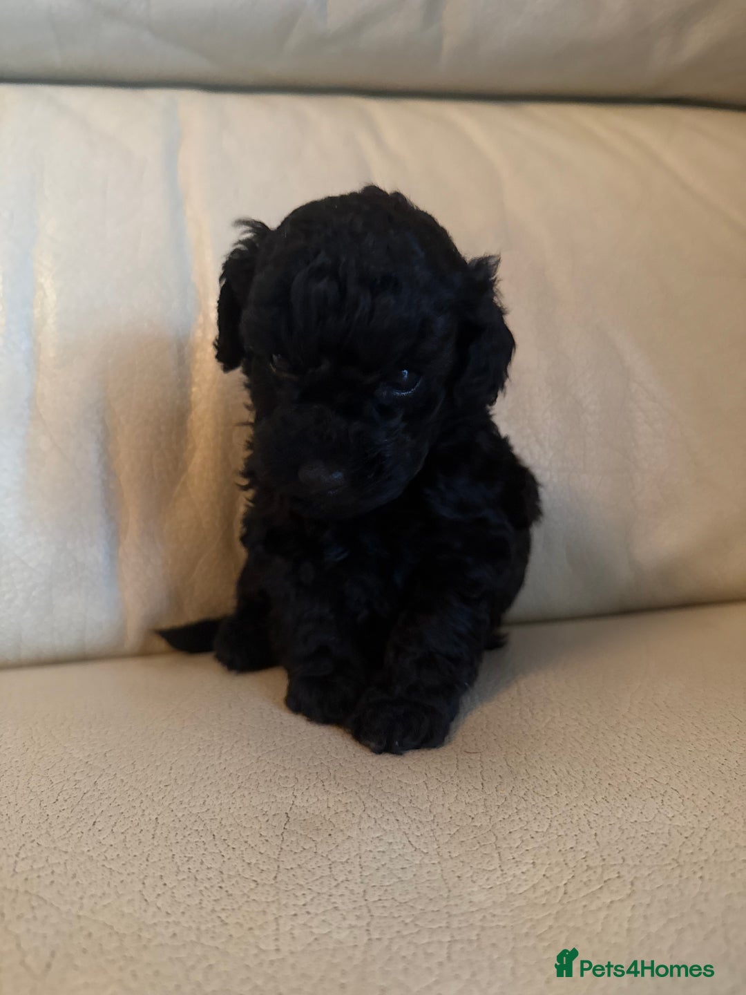 Toy Poodle dogs for sale: 3 adorable toy poodles. Multicoloured, check des. - Advert 11