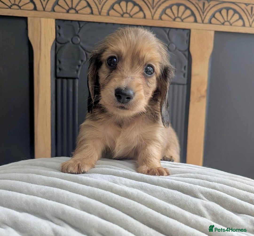 Dachshund dogs for sale: Long haired miniature Dachshunds  - Image 33