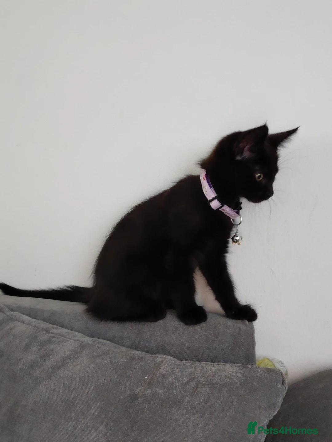 Mixed Breed cats for sale: Female Maine coon cross breed  - Advert 6