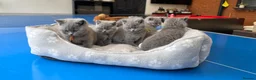 British Shorthair cats for sale: 2 BOYS AVAILABLE - GCCF BSH Kittens - Advert 3