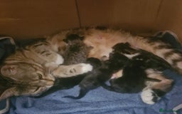 Mixed Breed cats for sale: Beautiful mixed litter - Image 5
