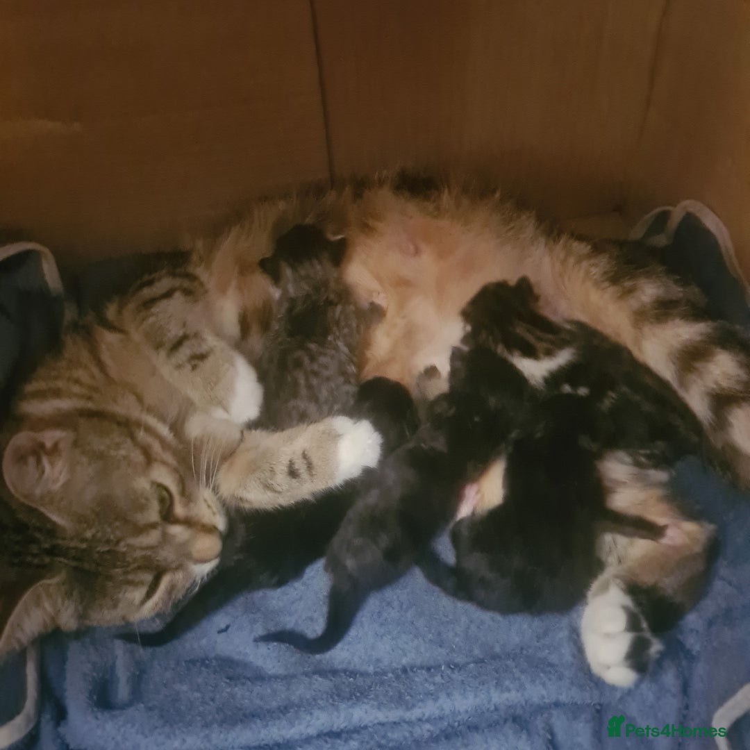 Mixed Breed cats for sale: Beautiful mixed litter - Image 5