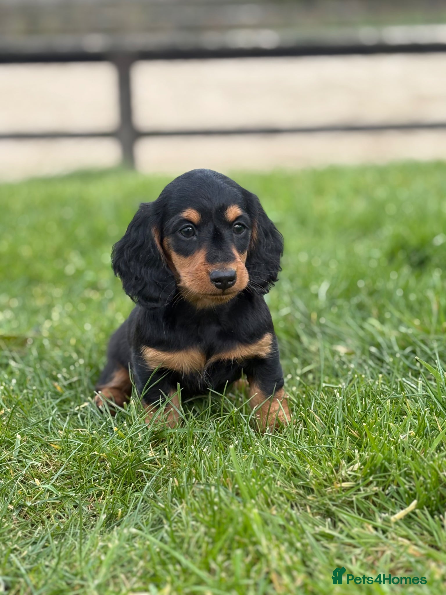 Dachshund dogs for sale: Beautiful Miniature long hair dachshund  - Advert 3