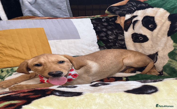 Labrador Retriever dogs - Advert 5