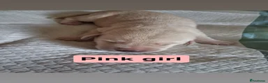 Labrador Retriever 8