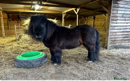Shetland pony horses for sale: Two Shetland ponies to go together - Advert 1