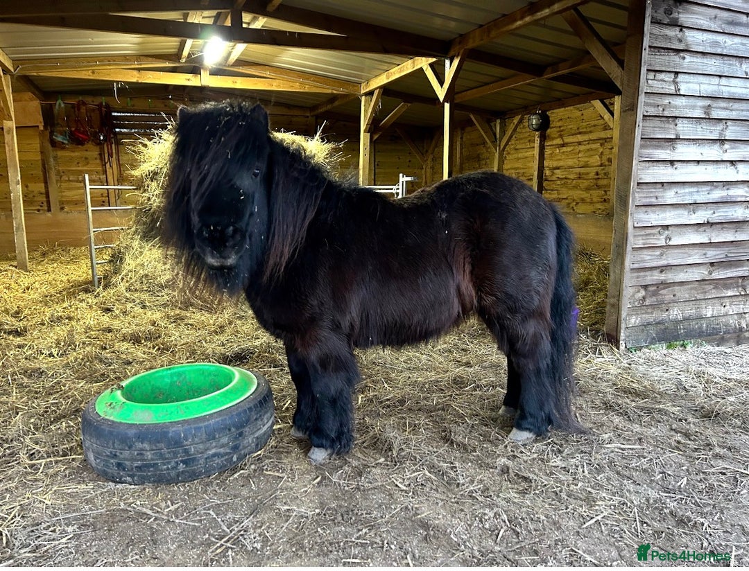 Shetland pony horses for sale: Two Shetland ponies to go together - Advert 1