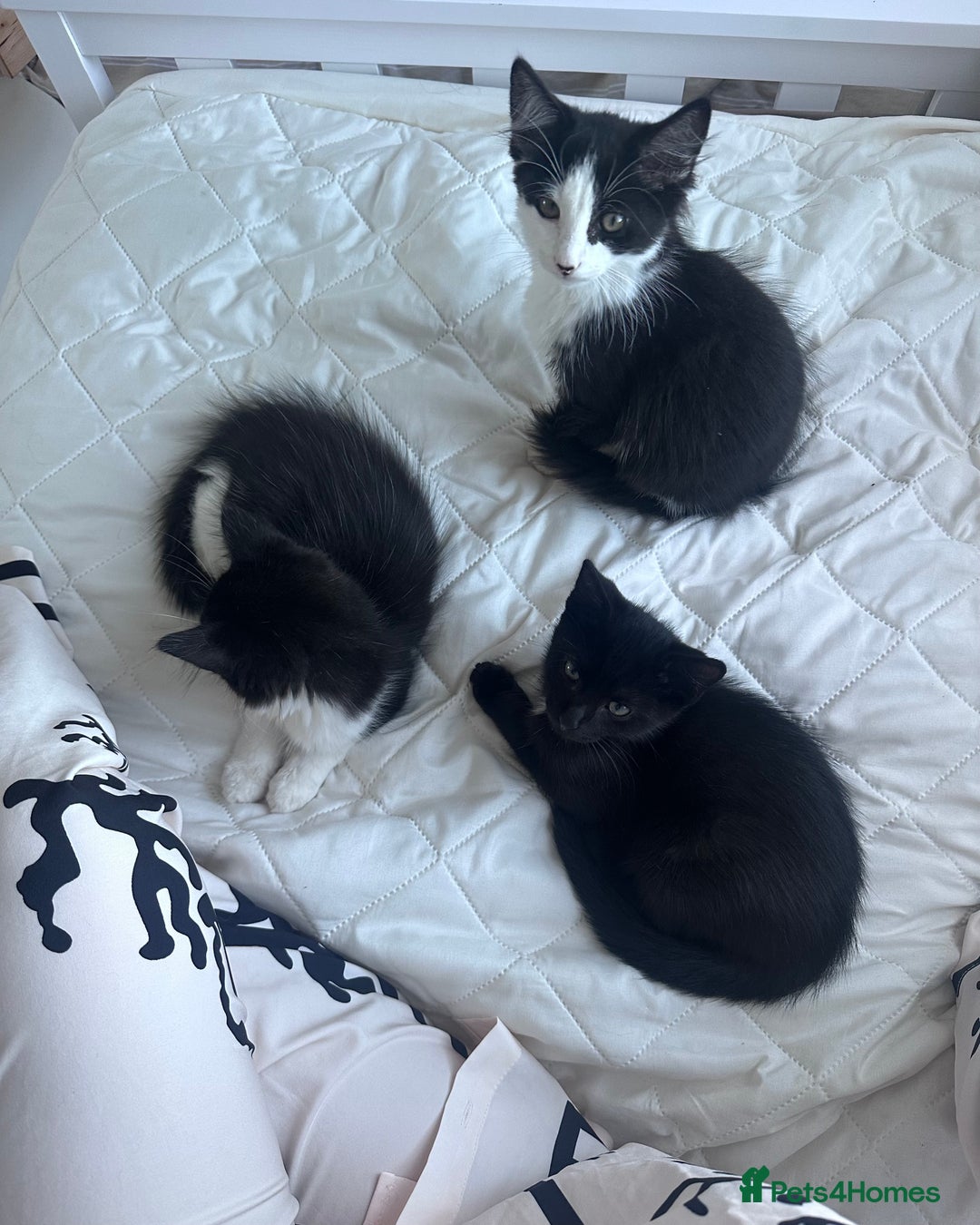 British Longhair cats for sale: Ragdoll x British Long Hair  - Image 1