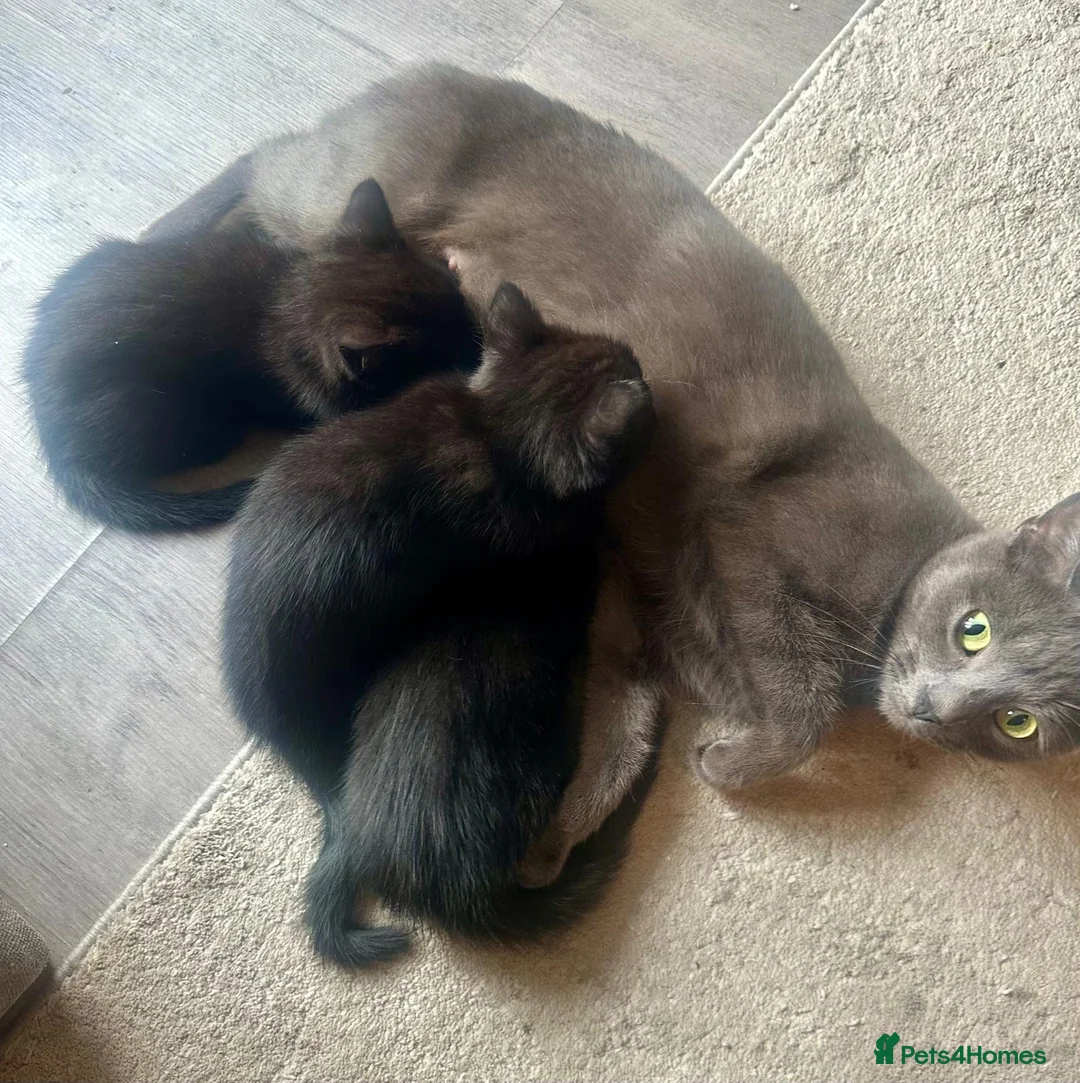 Mixed Breed cats for sale: Two kittens  - Advert 1