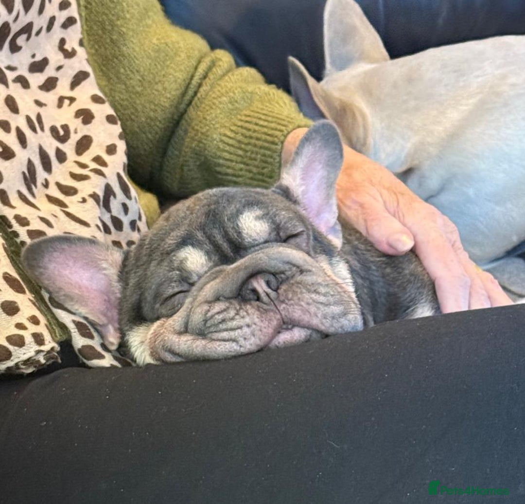 French Bulldog dogs for sale: BEAUTIFUL BIG  **  VELVET GIRL 🥰 - Advert 3