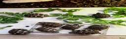 Hermann Tortoise reptiles for sale: 2026 Hermann tortoise hatchlings  - Advert 1