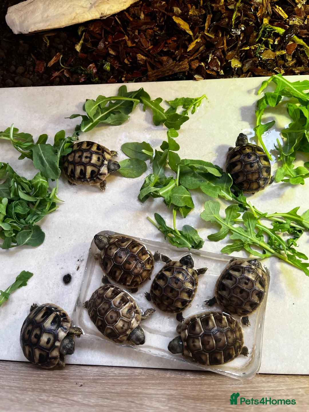 Hermann Tortoise reptiles for sale: 2026 Hermann tortoise hatchlings  - Advert 1