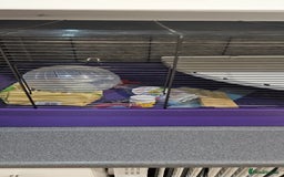 Gerbil rodents for sale: Single male gerbil  - Image 4