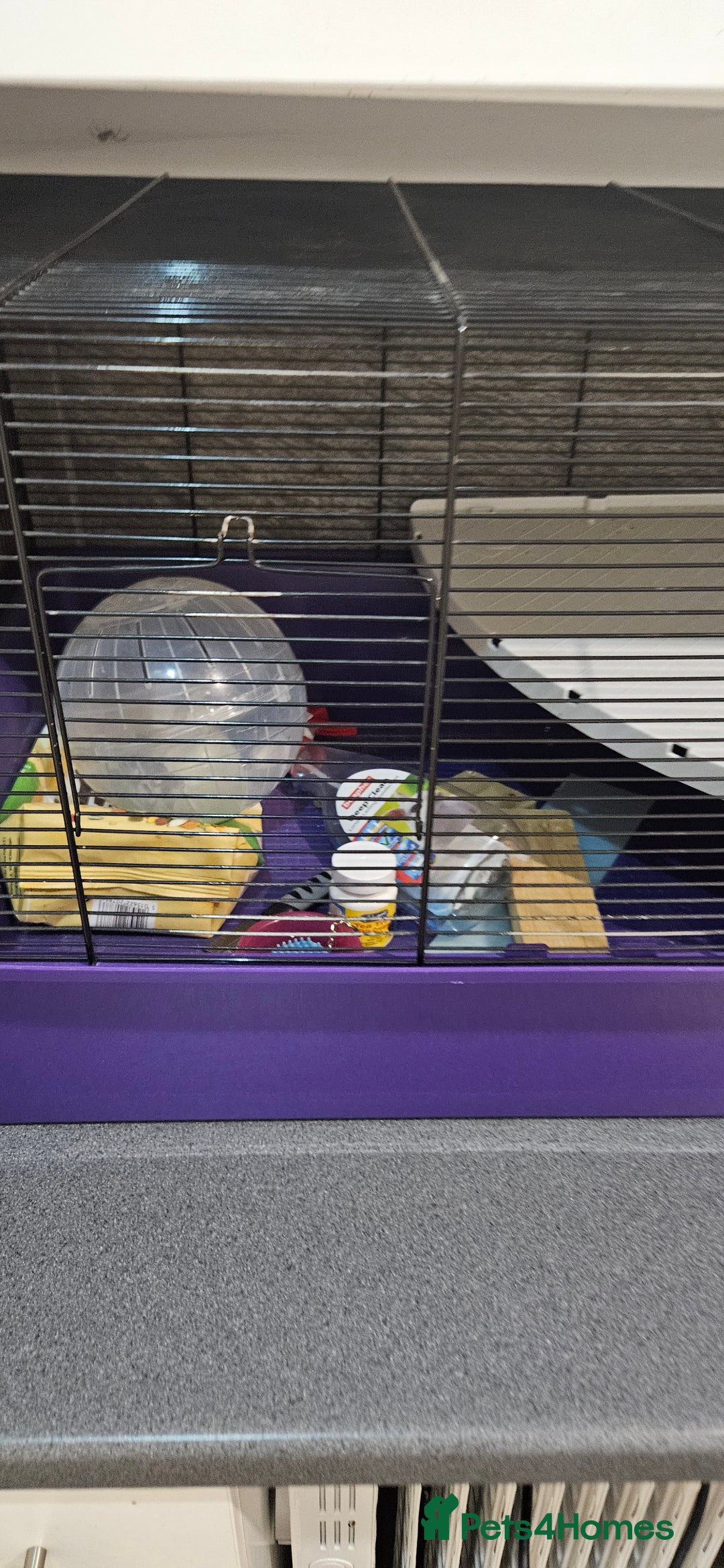 Gerbil rodents for sale: Single male gerbil  - Image 4