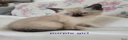 Ragamese cats for sale: Gorgeous Ragdoll x Siamese Kittens - Advert 3
