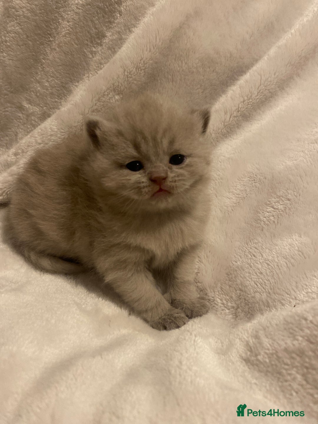British Shorthair cats for sale: British shorthair ,lilac,pedigree - Advert 6