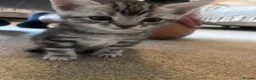 Bengal cats for sale: Half Bengal kittens  in Sowerby Bridge - Advert 16