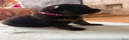 German Shepherd dogs for sale: German Sheperd puppies ✨ - Advert 25