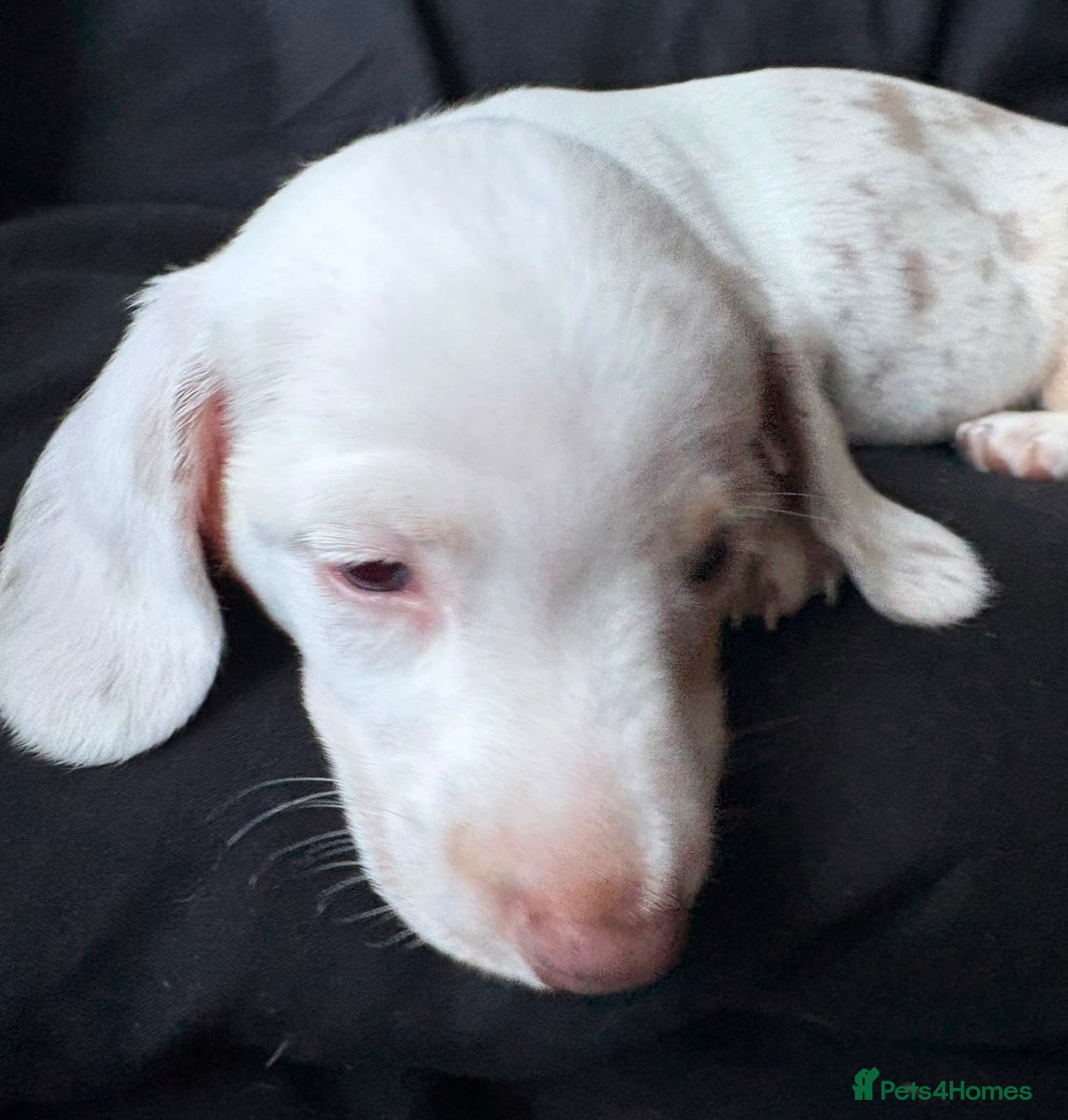 Miniature Dachshund dogs for sale: Stunning rare colours miniature dachshunds  - Advert 1
