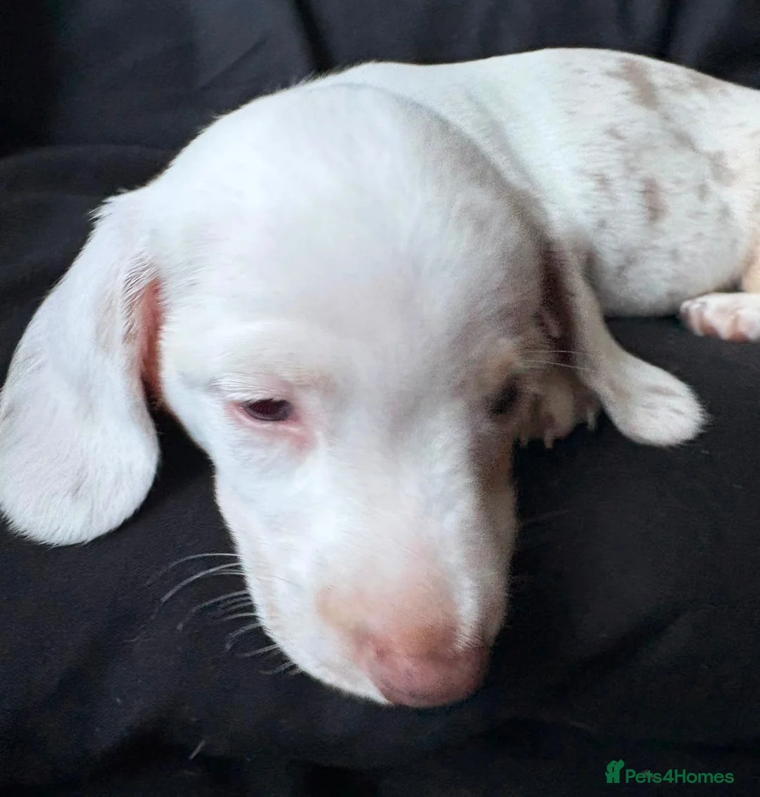 Miniature Dachshund dogs for sale: Stunning rare colours miniature dachshunds  - Advert 1