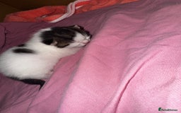 Domestic Shorthair cats for sale: 2 beautiful boy kittens  - Image 4