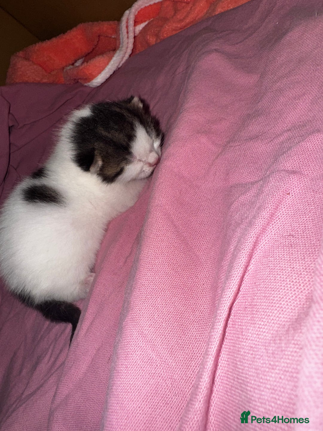 Domestic Shorthair cats for sale: 2 beautiful boy kittens  - Image 4