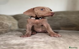 Weimaraner dogs for sale:  Ready next week✨1 Boy & last few Girls Available✨ - Image 23