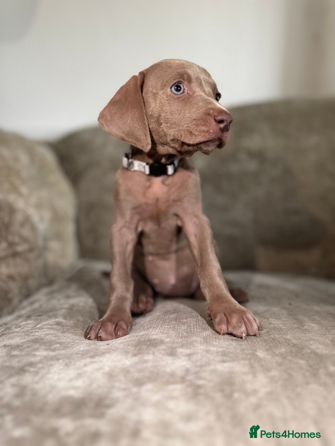 Weimaraner dogs for sale:  Ready next week✨1 Boy & last few Girls Available✨ - Image 23