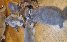 Scottish Fold cats for sale: Scottish Fold Kittens  - Image 5