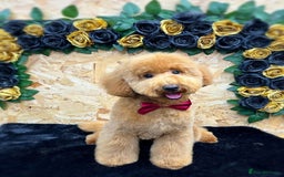 Mixed Breed dogs for sale: Beautiful pomapoo X puppies  - Image 13